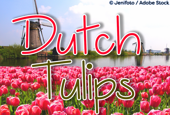 Dutch Tulips Script & Handwritten Font By Misti