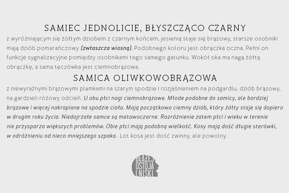 Merlo Round Font PNG with transparent background - Preview 3