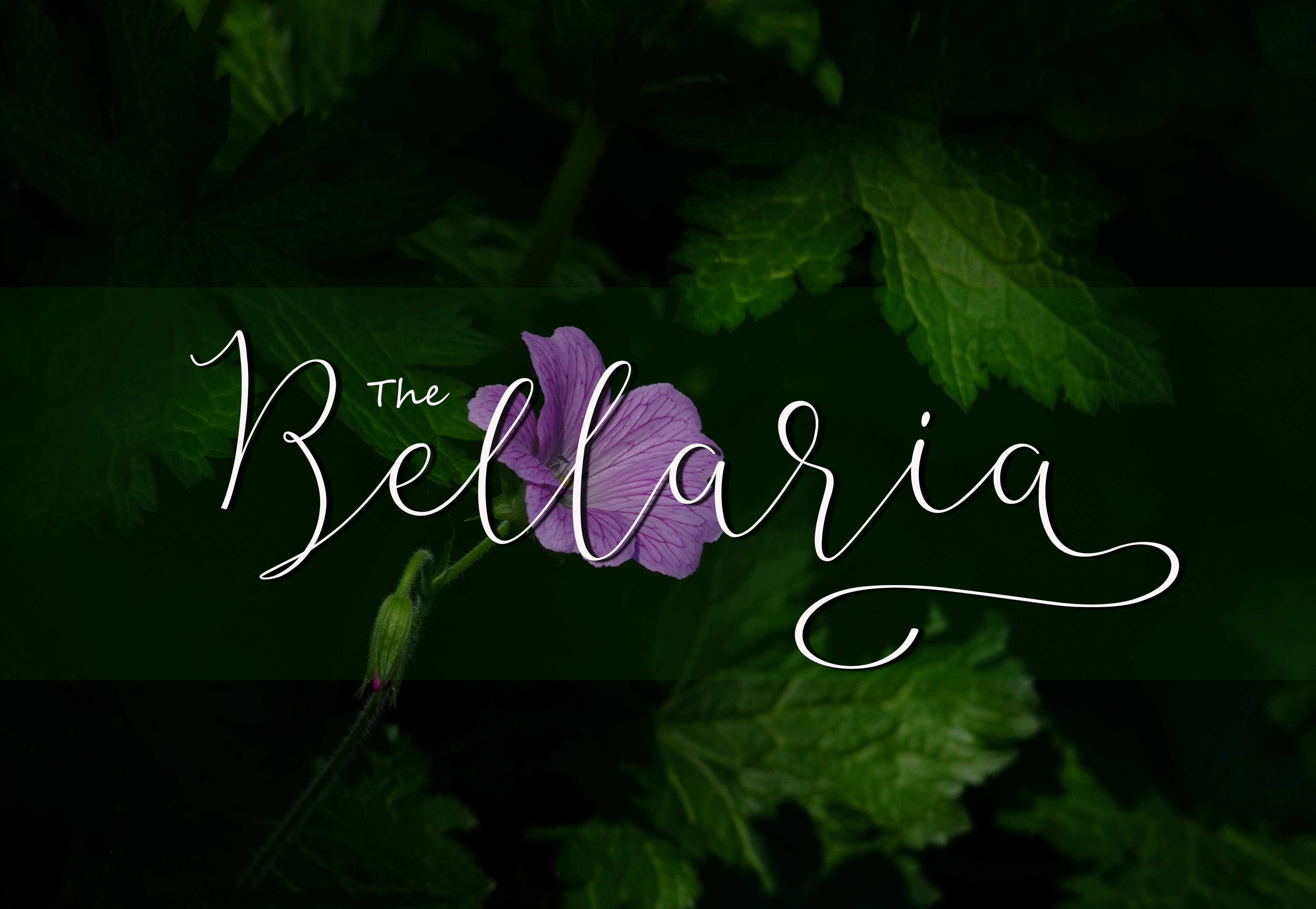 Bellaria Script Font - Preview 2