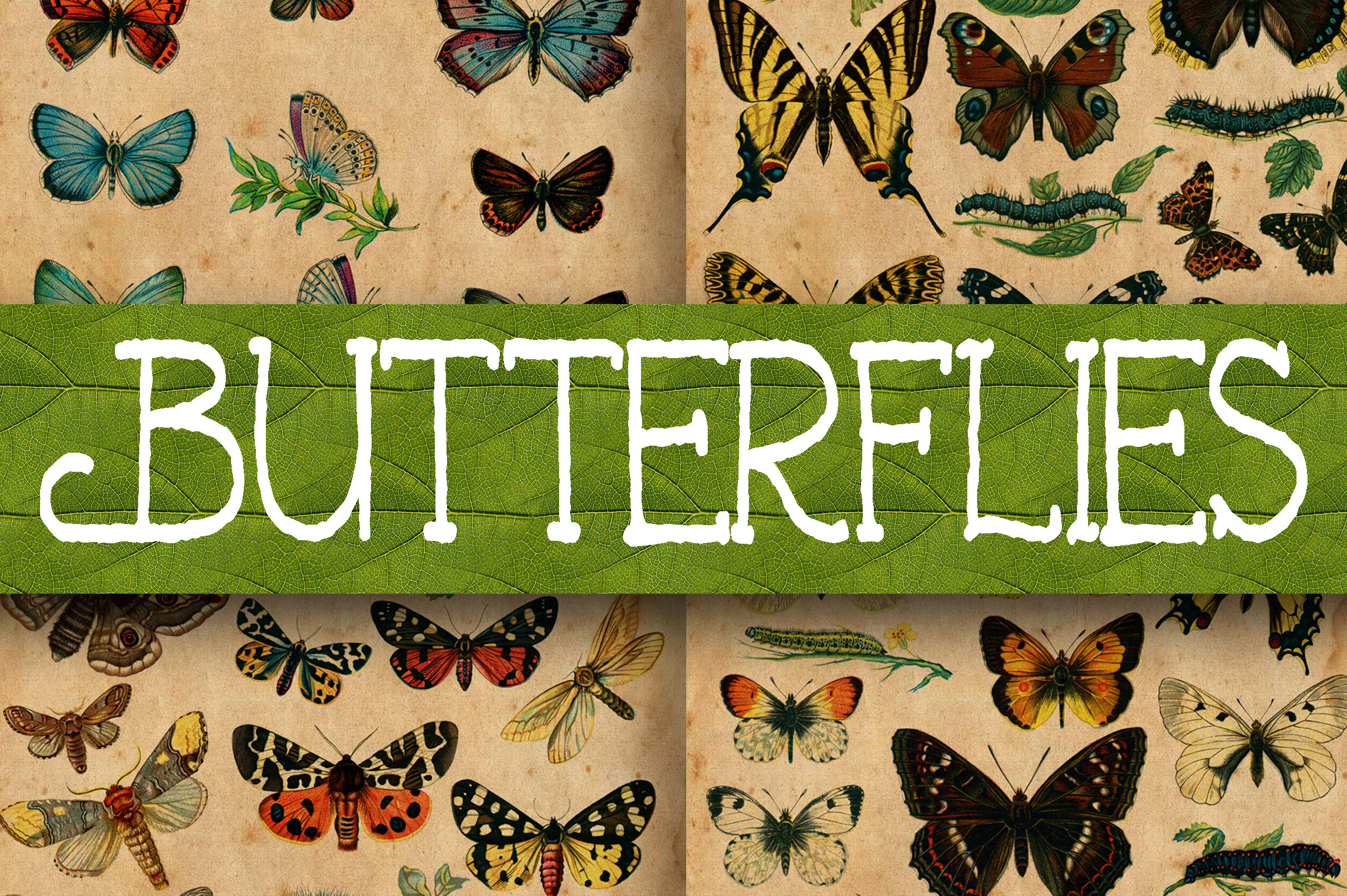Vintage Butterfly Scientific Plates Digital Paper Graphic by ...