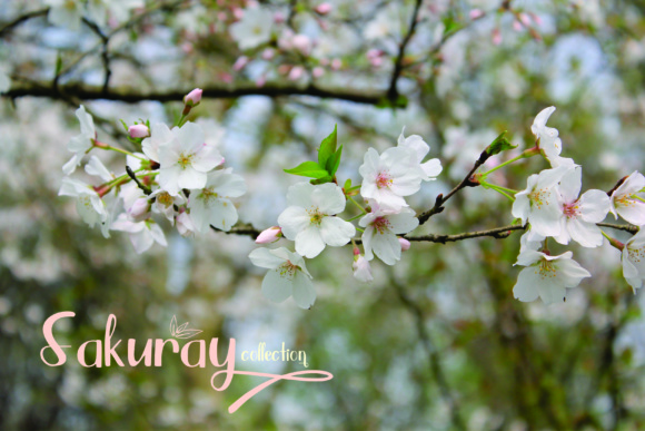 Qlinsey Font PNG with transparent background - Preview 5