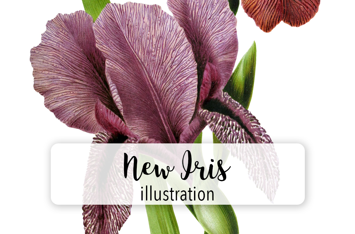 New Iris Varieties Watercolor Graphic by Enliven Designs · Creative Fabrica