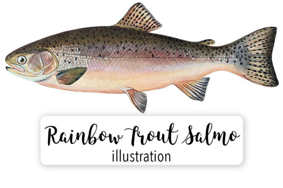 Adult Male Rainbow Trout Salmo Irideus Watercolor Graphic Illustrations By Enliven Designs