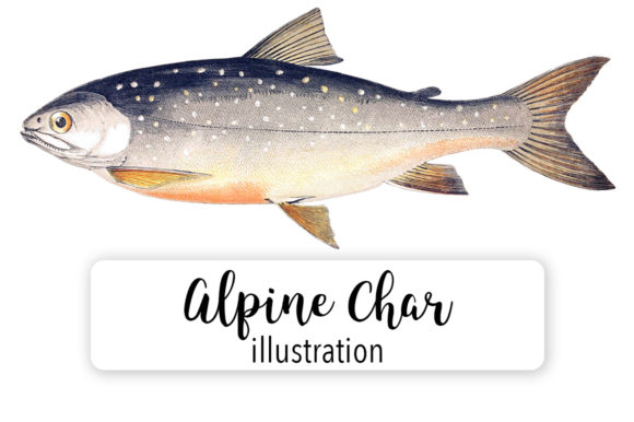 Alphine Char Watercolor