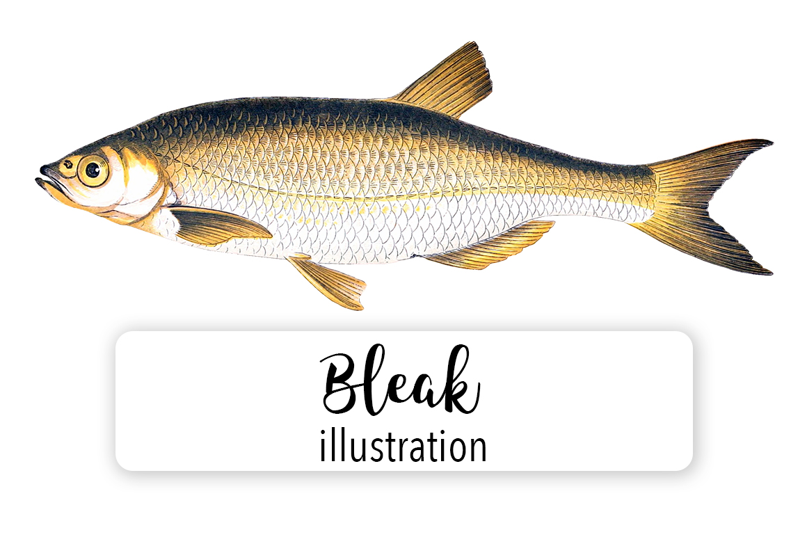 Bleak Fish Watercolor