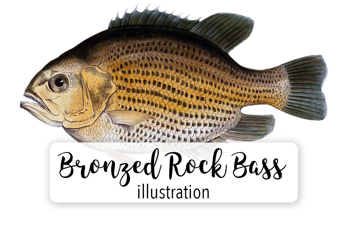 Bronzed Rock Bass Fish Watercolor Svg