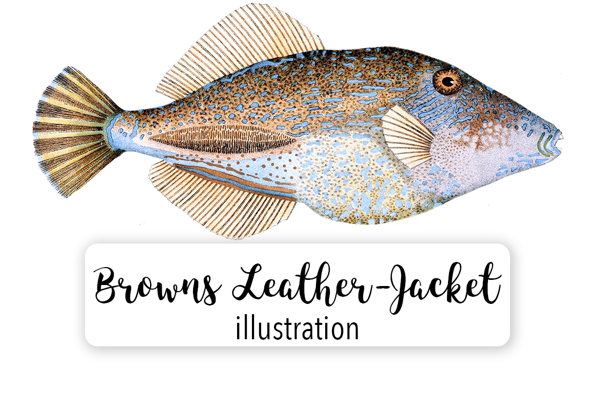 Browns Tooth Brush Leather Jacket Watercolor