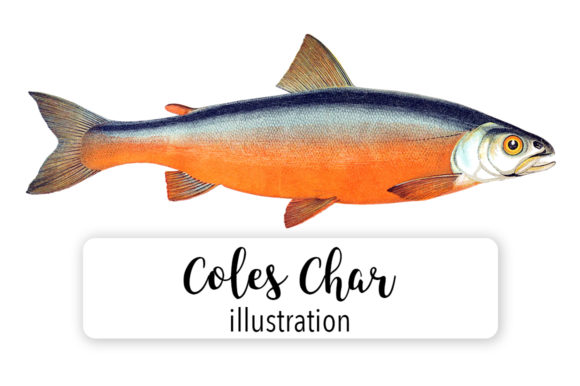 Char Fish Watercolor