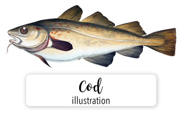 Cod Watercolor