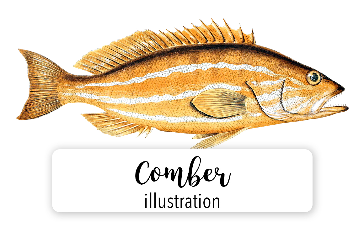Comber Watercolor