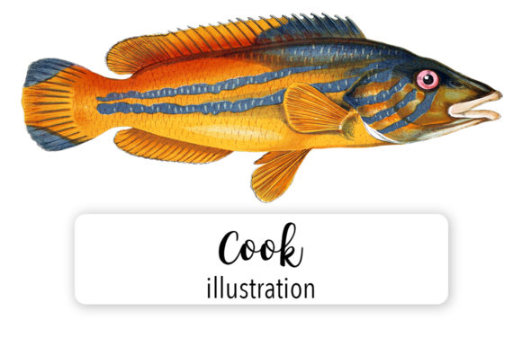 Cook Watercolor