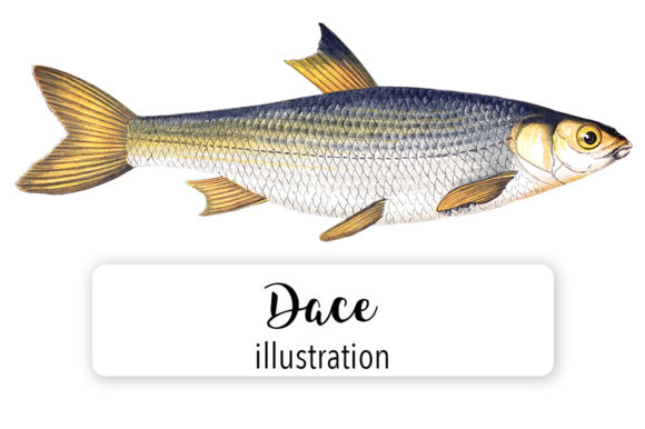 Dace Watercolor