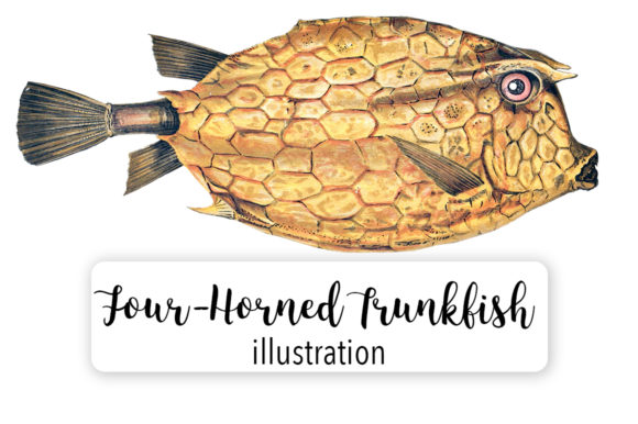 Four Horned Trunkfish