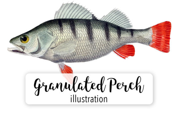 Granulated Perch Watercolor
