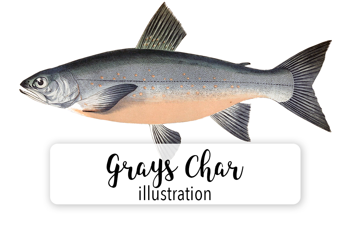 Grays Char Watercolor