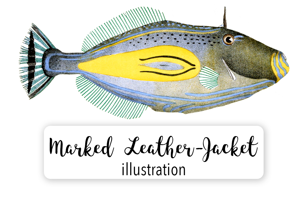 Horse Shoe Marked Leather Jacket Watercolor Svg
