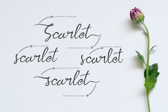 Kalila Script Font PNG with transparent background - Preview 5