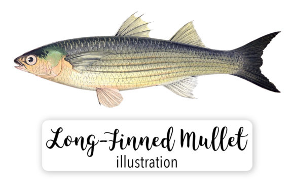 Long Fineed Grey Mullet Watercolor