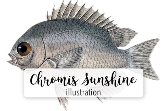 Olive Chromis Sunshine Fish Watercolor Svg