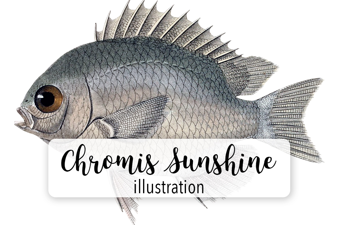 Olive Chromis Sunshine Fish Watercolor Svg