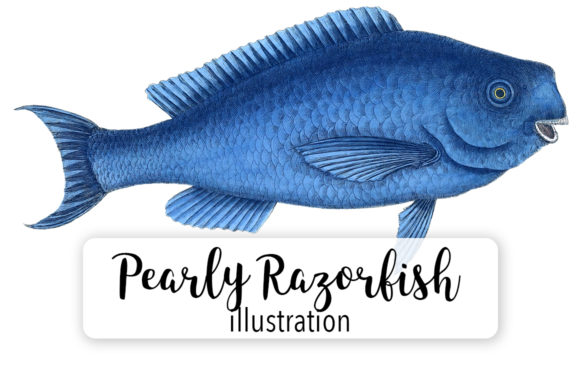 Pearly Razorfish Watercolor