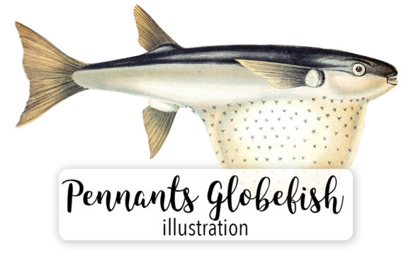 Pennants Globefish Watercolor