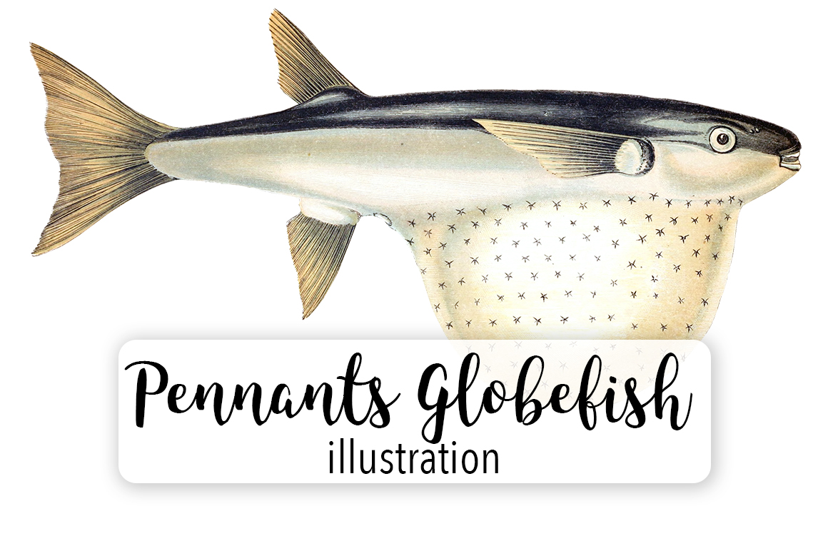 Pennants Globefish Watercolor