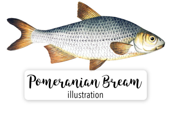 Pomeranian Bream Watercolor