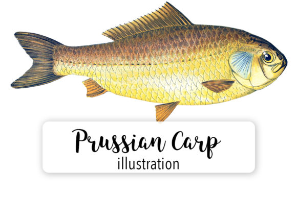 Prussian Carp Watercolor