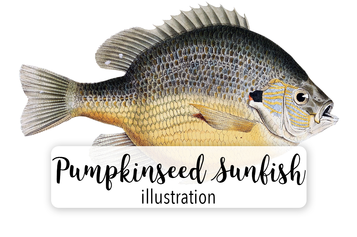 Pumpkinseed Sunfish Watercolor