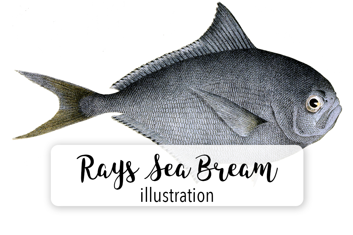Rays Sea Bream Watercolor Svg