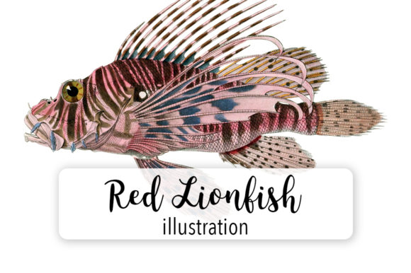 Red Lionfish Watercolor