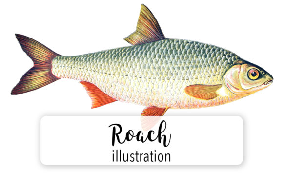 Roach Watercolor 