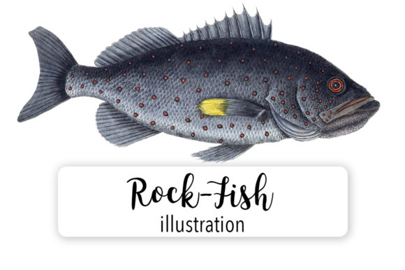 Rock Fish Watercolor