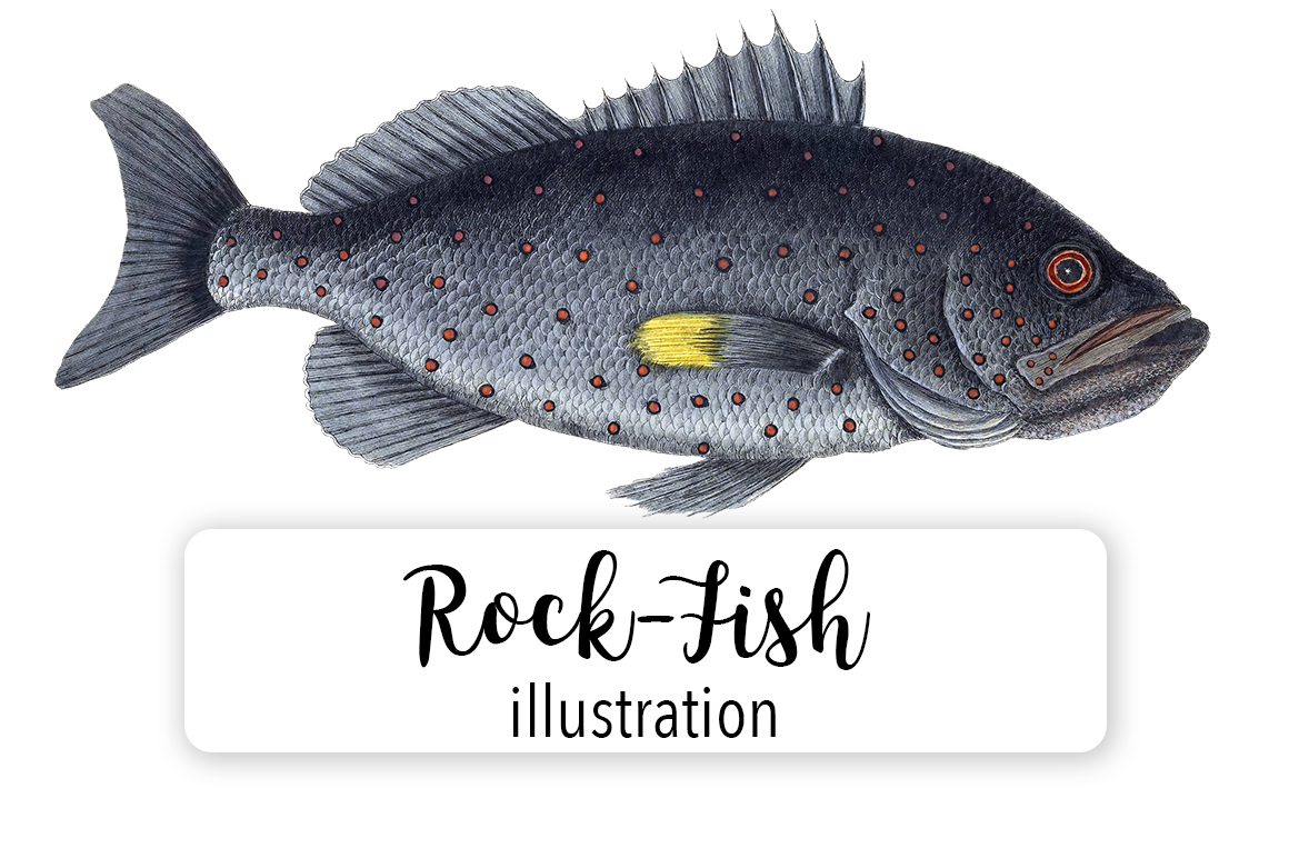 Rock Fish Watercolor
