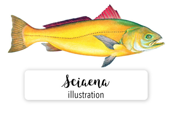 Sciaena Watercolor