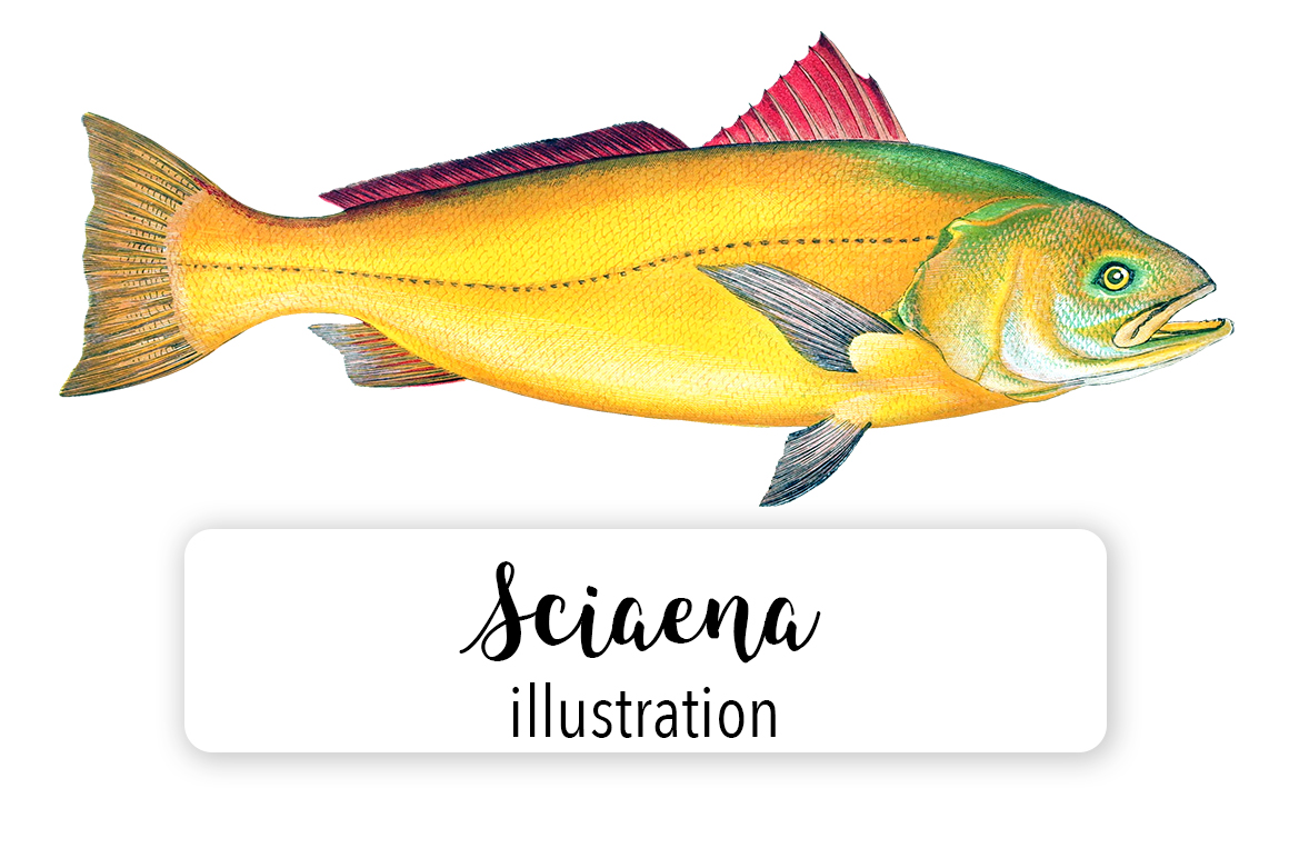 Sciaena Watercolor