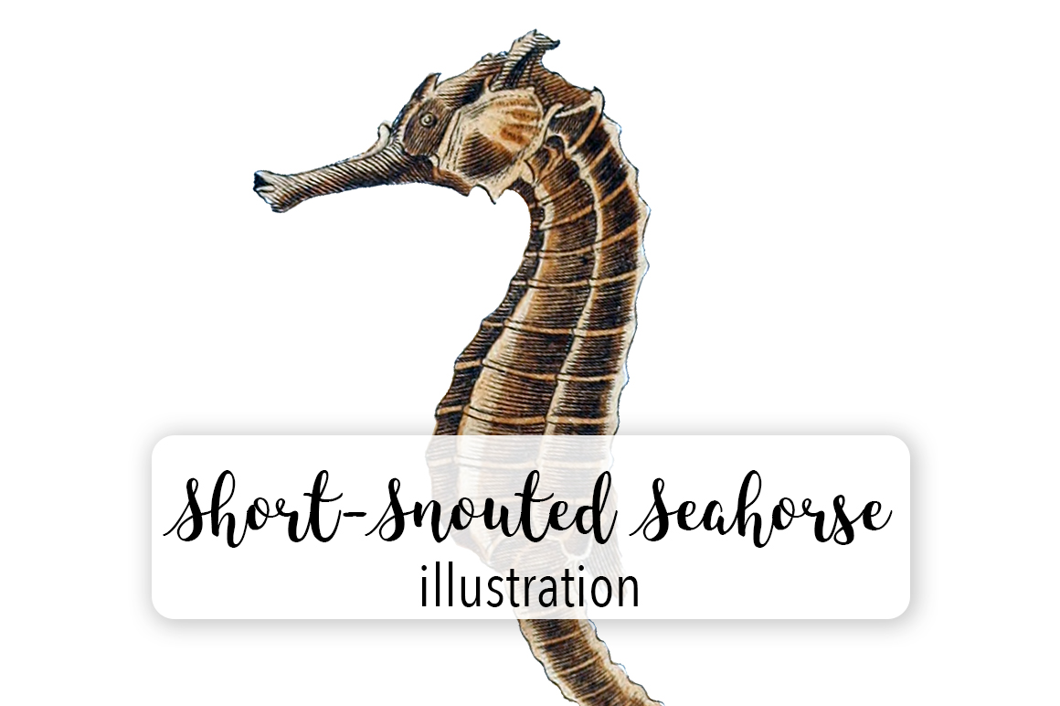 Short Snouded Seashorse