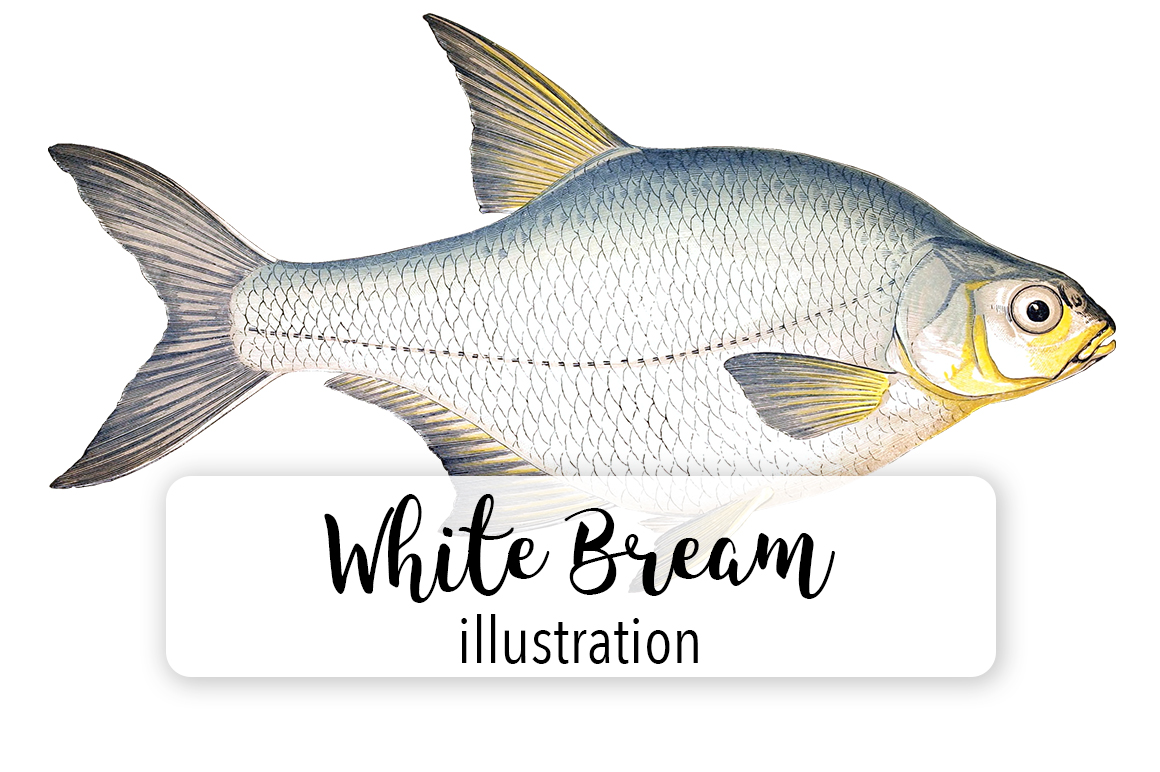 White Bream Watercolor