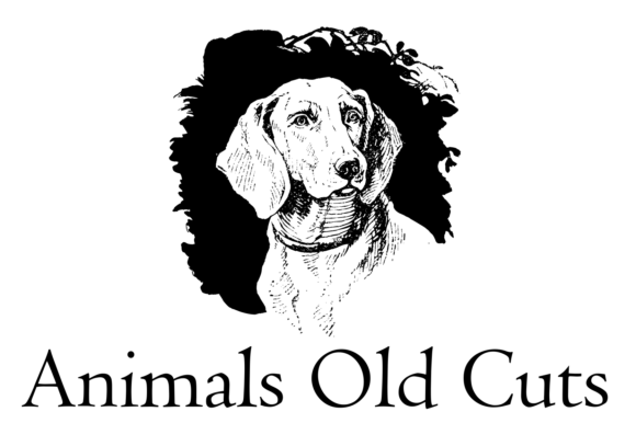 Animals Old Cuts Font - Preview 4