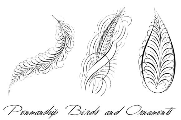 Penmanship Birds and Ornaments Font PNG with transparent background - Preview 1
