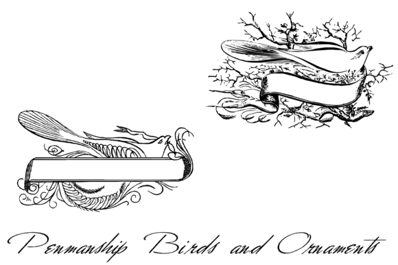 Penmanship Birds and Ornaments Font PNG with transparent background - Preview 3