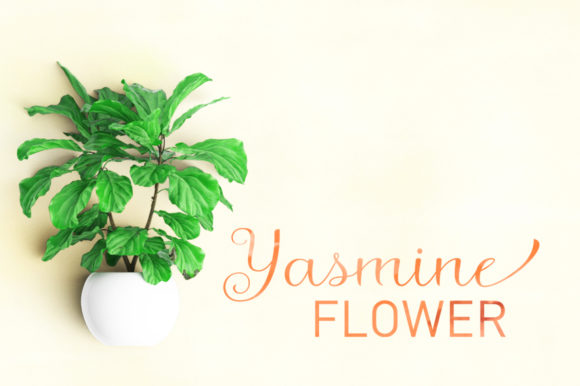 Agustin Script Font - Preview 1