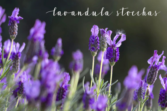 Lavandia Font PNG with transparent background - Preview 2