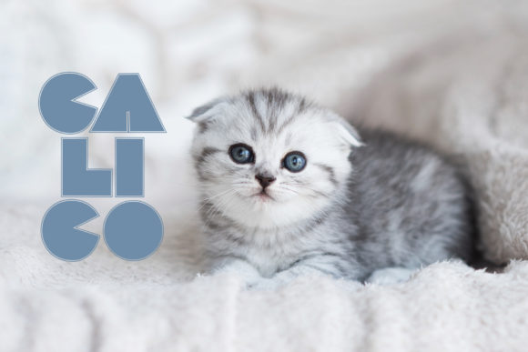 Lococo Family Font PNG with transparent background - Preview 5