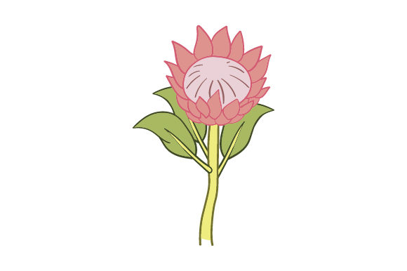 National Flower - Protea SVG Cut file by Creative Fabrica Crafts  Creative  Fabrica