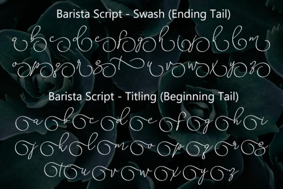 Barista Script Font - Preview 5