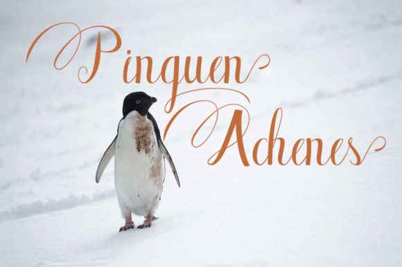 Bluebird Font - Preview 3