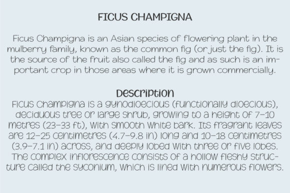 Champigna Family Font - Preview 3