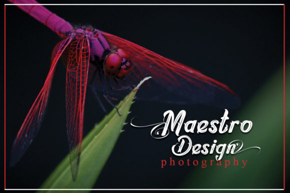 Dragonfly Script Font - Preview 6